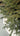 Brad artificial de Crăciun Alpin, verde, 3D, 250 cm
