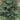 Brad artificial de Crăciun Alpin, verde, 3D, 250 cm